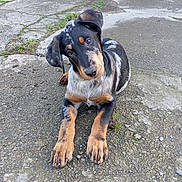 Vigo participe au concours pour gagner de l'argent avec cette photo : accessories, animal, beagle, canine, cobblestone, dog, flagstone, hound, labradorretriever, path, pebble, pet, pointer, puppy, road, rock, slate, soil, strap, walkway