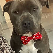 Teddy a rejoint le concours — aidez-le/la à gagner de superbes lots ! accessories, animal, bowtie, boxer, bulldog, canine, chair, couch, cushion, dog, formalwear, frenchbulldog, furniture, homedecor, labradorretriever, pet, pitbull, puppy, snout, tie