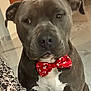 accessories, animal, bowtie, boxer, bulldog, canine, chair, couch, cushion, dog, formalwear, frenchbulldog, furniture, homedecor, labradorretriever, pet, pitbull, puppy, snout, tie