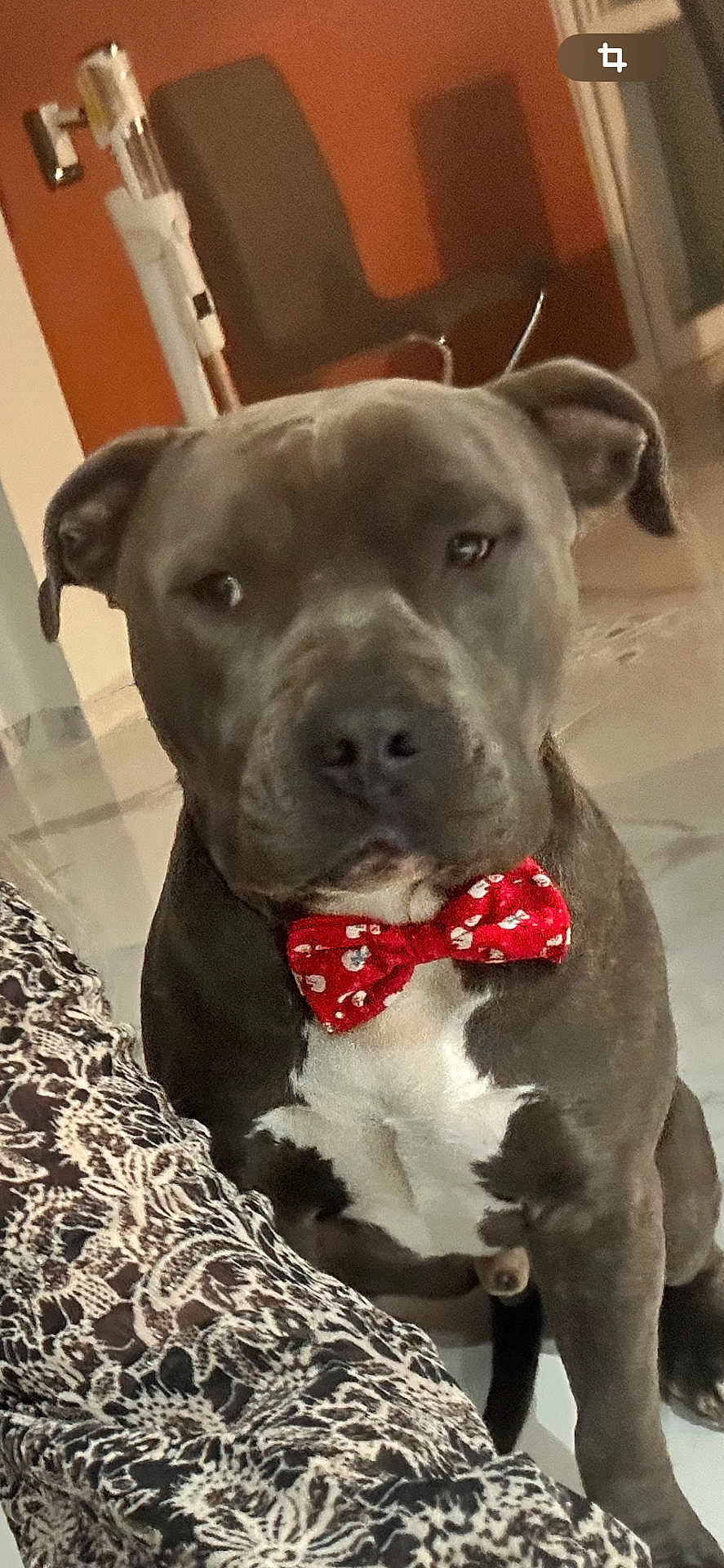 Teddy a rejoint le concours — aidez-le/la à gagner de superbes lots ! accessories, animal, bowtie, boxer, bulldog, canine, chair, couch, cushion, dog, formalwear, frenchbulldog, furniture, homedecor, labradorretriever, pet, pitbull, puppy, snout, tie