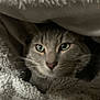 Twilly a rejoint le concours — aidez-le/la à gagner de superbes lots ! abyssinian, animal, blanket, cat, homedecor, kitten, laundry, linen, manx, pet, quilt, towel