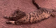 Twillie participe au concours pour gagner de l'argent avec cette photo : animal, carpet, cat, cozy, cute, ears, feline, floor, fur, home, indoor, paws, pet, relaxed, resting, sleeping, stretched_out, tabby, tail, whiskers