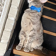 Twillie participe au concours pour gagner de l'argent avec cette photo : animal, black, blue_bow_tie, brown, cat, curious, domestic_animal, feline, gray_fur, indoor, looking_up, paw, pet, portrait, sitting, stairs, texture, wall, whiskers, wooden_step