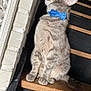 animal, black, blue_bow_tie, brown, cat, curious, domestic_animal, feline, gray_fur, indoor, looking_up, paw, pet, portrait, sitting, stairs, texture, wall, whiskers, wooden_step