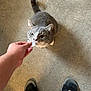 cat, gray_cat, ice_cube, hand, person, footwear, sandals, floor, tile_floor, curious, whiskers, pet, indoor, looking_up, paws, feline, animal, domestic_cat, human_interaction, close_up