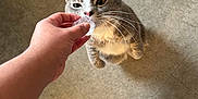 Pookie joined the competition — help win amazing prizes! cat, gray_cat, white_cat, hand, person, ice_cube, floor, tile_floor, indoor, curious_cat, standing_cat, pet, whiskers, paws, shoes, sneakers, human, animal, domestic_animal, close_up