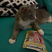 Pookie joined the competition — help win amazing prizes! cat, gray_cat, white_paws, pet, indoor, blanket, pillow, patterned_pillow, teal_blanket, treat_bag, temptations, feline, curious, paw, resting, domestic_cat, cute, animal, close_up, side_view
