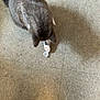 cat, paw, ice, floor, tile, curious, animal, pet, indoor, grey_cat, texture, shadow, playful, footwear, sole, exploration, domestic, feline, closeup, quiet