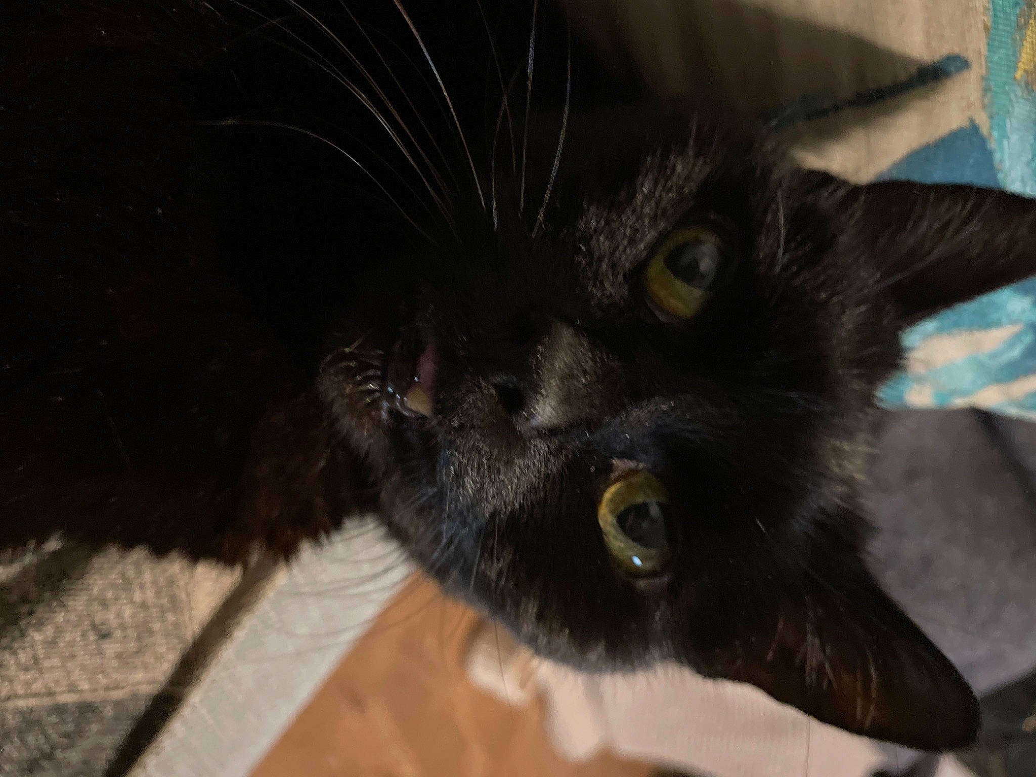 Squirrel joined the competition — help win amazing prizes! black_cat, bombay, carnivore, cat, claw, domestic_short_haired_cat, ear, felidae, fur, paw, small_to_medium_sized_cats, snout, terrestrial_animal, whiskers, wildlife