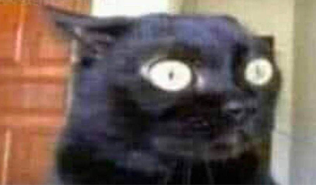 Squirrel is registered to the contest to win money with this photo: carnivore, cat, domestic_short_haired_cat, electric_blue, event, felidae, fixture, fur, small_to_medium_sized_cats, snout, terrestrial_animal, whiskers