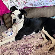 Nova is registered to the contest to win money with this photo: dog, black_and_white, couch, blanket, floral_pattern, carpet, shoe, croc, indoor, pet, laying_down, collar, paws, fur, resting, home, comfort, relaxed, animal, curious