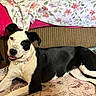 Nova joined the competition — help win amazing prizes! dog, black_and_white, lying_down, indoor, rug, blanket, couch, pet, animal, canine, collar, fur, ears, tongue, floor, relaxed, home, domestic, comfort, resting