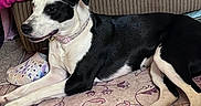 Nova joined the competition — help win amazing prizes! dog, black_and_white, lying_down, carpet, clog, floral_blanket, sofa, striped_sofa, pink, purple, indoor, pet, collar, paw, resting, cozy, home, furniture, animal, domestic