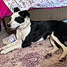 dog, black_and_white, lying_down, carpet, clog, floral_blanket, sofa, striped_sofa, pink, purple, indoor, pet, collar, paw, resting, cozy, home, furniture, animal, domestic