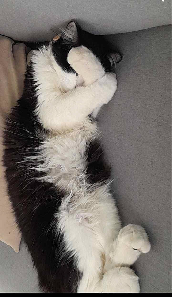 Fille participe au concours pour gagner de l'argent avec cette photo : canidae, carnivore, cat, claw, comfort, companion_dog, dog_breed, felidae, fur, natural_material, paw, small_to_medium_sized_cats, snout, sporting_group, tail, terrestrial_animal, whiskers