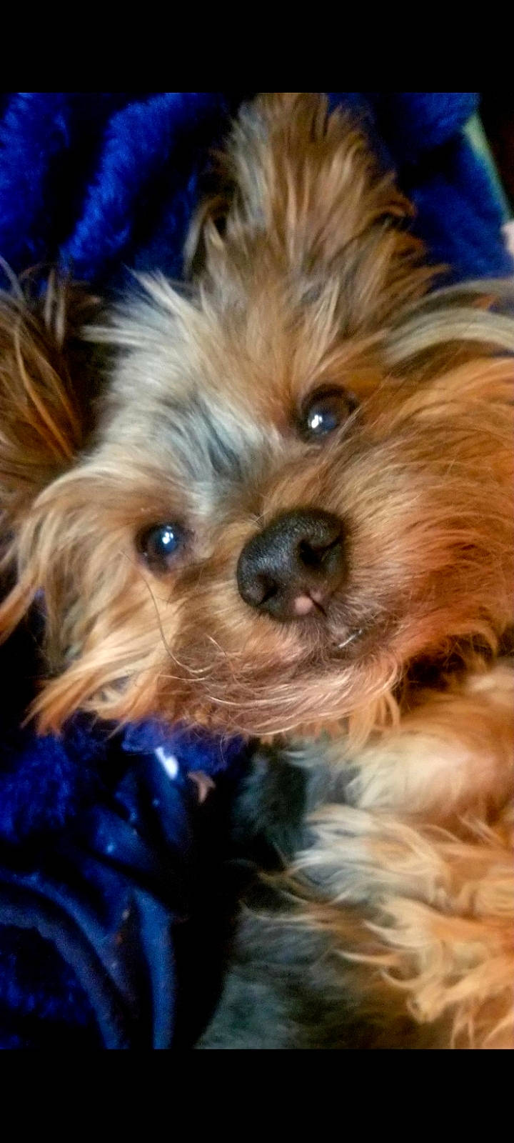 Jeb is registered to the contest to win money with this photo: biewer_terrier, canidae, carnivore, companion_dog, dog, dog_breed, electric_blue, fawn, fur, liver, maltepoo, small_terrier, snout, sporting_group, terrestrial_animal, terrier, toy_dog, whiskers, working_animal, yorkipoo