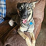 Faith Ember is registered to the contest to win money with this photo: dog, heterochromia, blue_eye, brown_eye, couch, living_room, carpet, tongue_out, happy, pet, indoor, furniture, brown_fur, light, shadow, relaxed, household, blanket, collar, tag