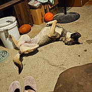 Faith Ember is registered to the contest to win money with this photo: dog, carpet, basketball, football, fan, slippers, television, box, plastic_bag, furniture, room, indoor, relaxed, pet, floor, clutter, living_room, brown, animal, household