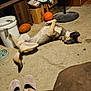 dog, carpet, basketball, football, fan, slippers, television, box, plastic_bag, furniture, room, indoor, relaxed, pet, floor, clutter, living_room, brown, animal, household