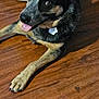 Mazy Grace joined the competition — help win amazing prizes! dog, canine, pet, animal, lying_down, tongue_out, playful, floor, wooden_floor, indoor, ears, black_and_tan, fur, collar, paw, looking_up, cute, friendly, domestic_animal, relaxed