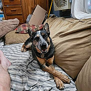 Mazy Grace joined the competition — help win amazing prizes! dog, bed, pillow, couch, striped_bedspread, wooden_dresser, air_conditioner, cardboard_box, human_leg, indoor, relaxed, crossed_paws, smiling_dog, black_and_tan_dog, furniture, fabric, home, living_room, pet, canine