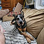 dog, bed, pillow, couch, striped_bedspread, wooden_dresser, air_conditioner, cardboard_box, human_leg, indoor, relaxed, crossed_paws, smiling_dog, black_and_tan_dog, furniture, fabric, home, living_room, pet, canine