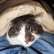 Casper participe au concours pour gagner de l'argent avec cette photo : animal, blanket, cat, close_up, comfort, cozy, cute, denim, domestic, face, feline, fur, indoor, peaceful, pet, relaxation, resting, sleeping, warm, whiskers