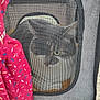 animal, carrier, cat, closeup, container, curious, fabric, green_eyes, indoor, mesh, metal_frame, pattern, pet, red, resting, seat, stroller, tabby_cat, textile, window