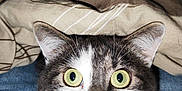 Casper participe au concours pour gagner de l'argent avec cette photo : alert, animal, blanket, cat, close_up, cozy, curious, cute, denim, domestic_cat, face, feline, fur, head, indoor, looking, pet, portrait, whiskers, wide_eyes