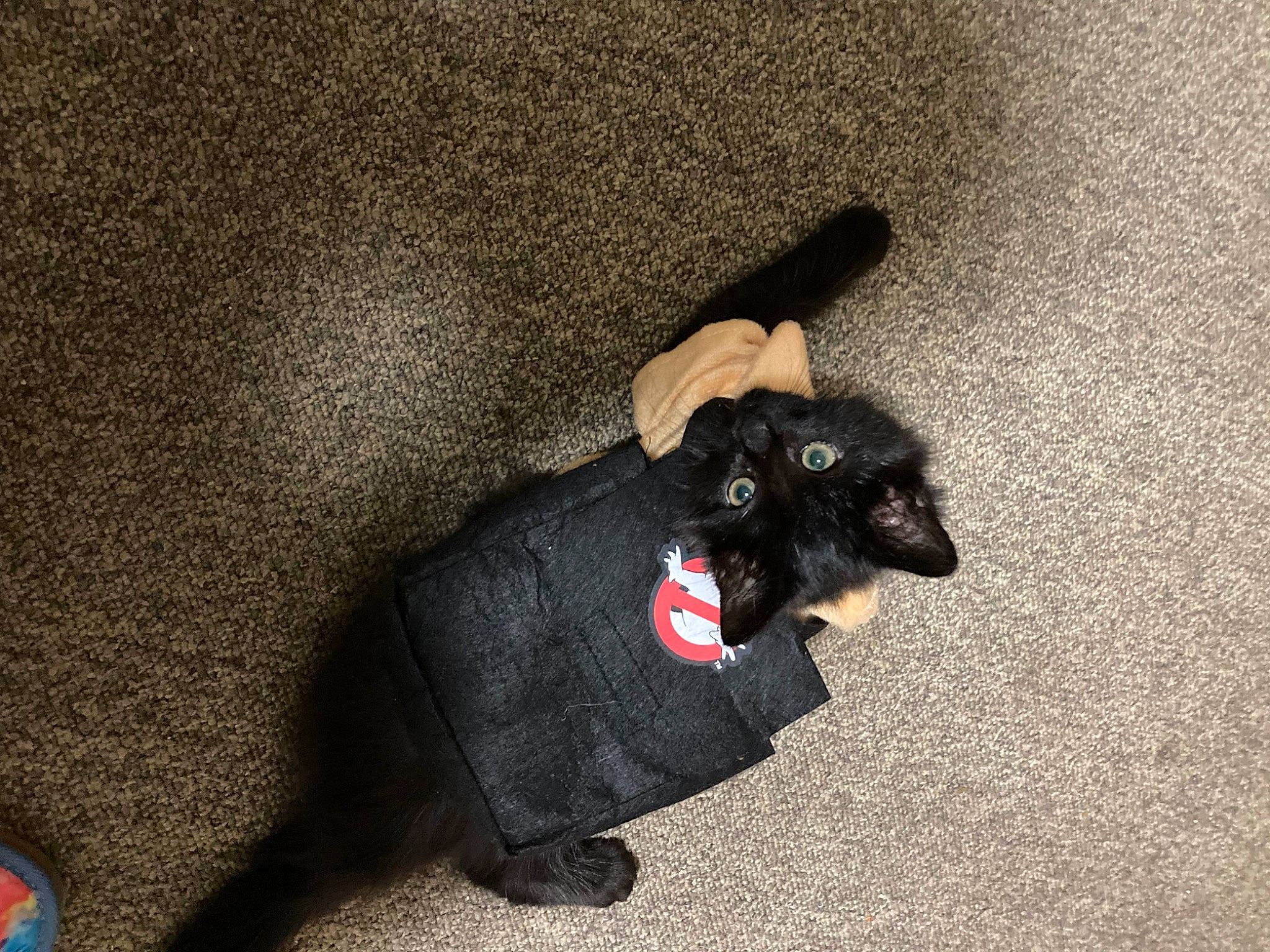 Tommy joined the competition — help win amazing prizes! asphalt, black_cat, canidae, carnivore, comfort, companion_dog, dog, dog_breed, fashion_accessory, felidae, flooring, fur, grey, paw, small_to_medium_sized_cats, snout, sporting_group, tail, whiskers, working_animal