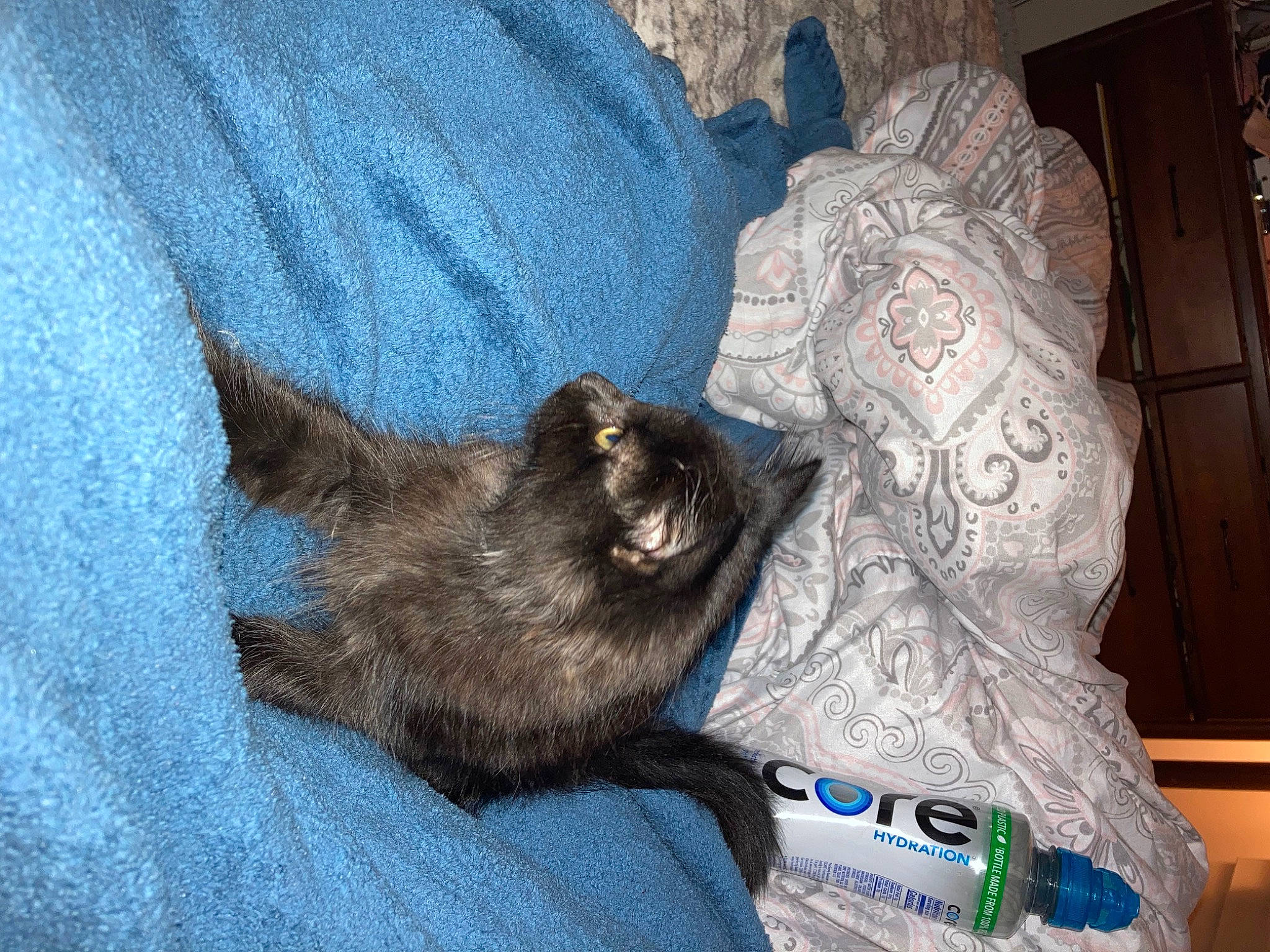 Tommy is registered to the contest to win money with this photo: bed_sheet, bedding, black_cat, canidae, carnivore, cat, claw, comfort, dog_breed, domestic_short_haired_cat, felidae, fur, grey, linens, nap, paw, small_to_medium_sized_cats, snout, tail, whiskers