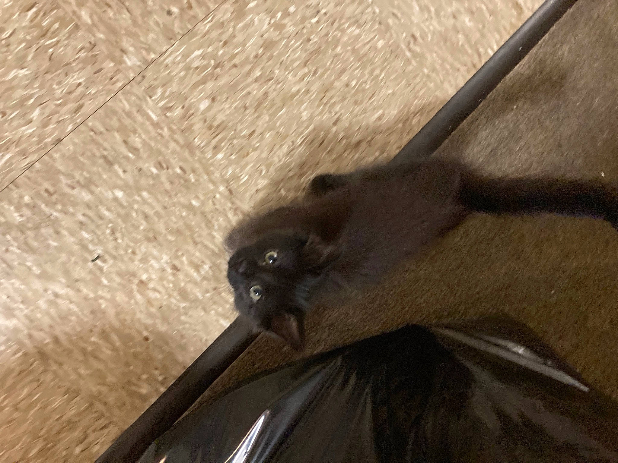 Tommy is registered to the contest to win money with this photo: bat, beak, big_brown_bat, brush, insect, pipistrelles, safety_glove, shadow, terrestrial_animal, tool, wildlife, windshield, wood