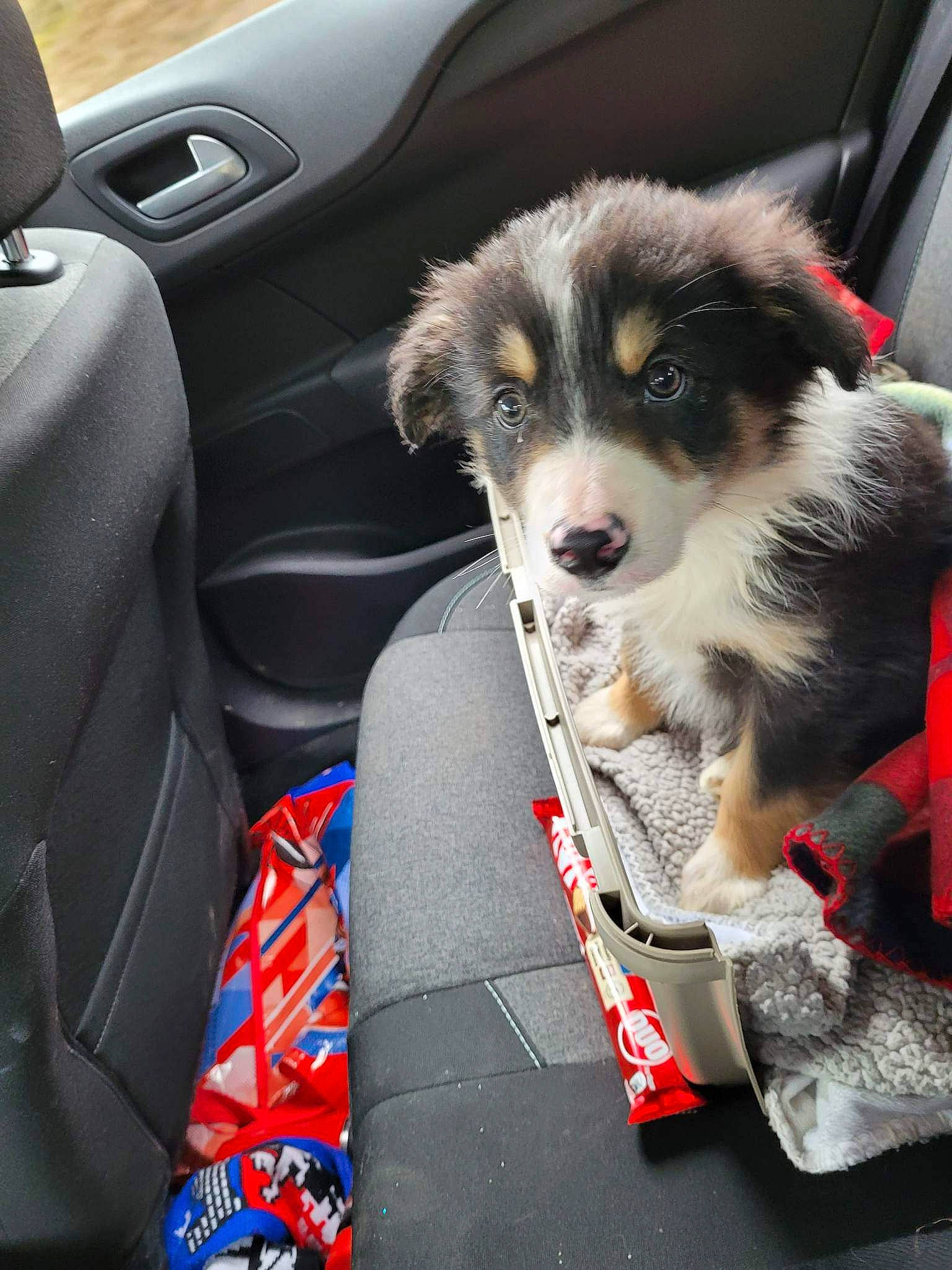 Bauer joined the competition — help win amazing prizes! auto_part, automotive_design, automotive_exterior, car, car_seat, car_seat_cover, carnivore, collar, companion_dog, dog, dog_breed, head_restraint, hood, motor_vehicle, personal_luxury_car, snout, sporting_group, steering_wheel, vehicle, vehicle_door