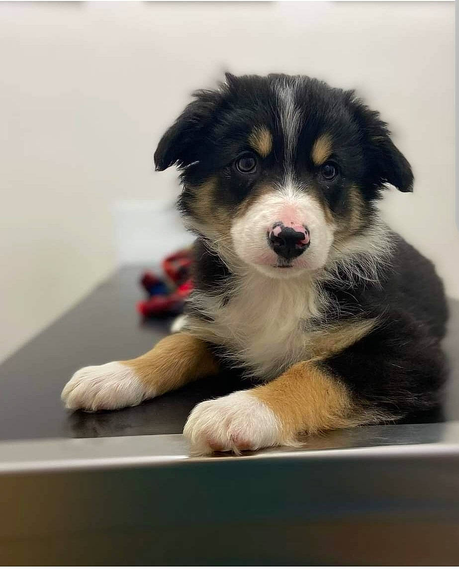 Bauer is registered to the contest to win money with this photo: ancient_dog_breeds, art, australian_collie, australian_shepherd, border_collie, canidae, carnivore, companion_dog, dog, dog_breed, fur, herding_dog, rectangle, snout, sporting_group, terrestrial_animal, whiskers, working_animal, working_dog