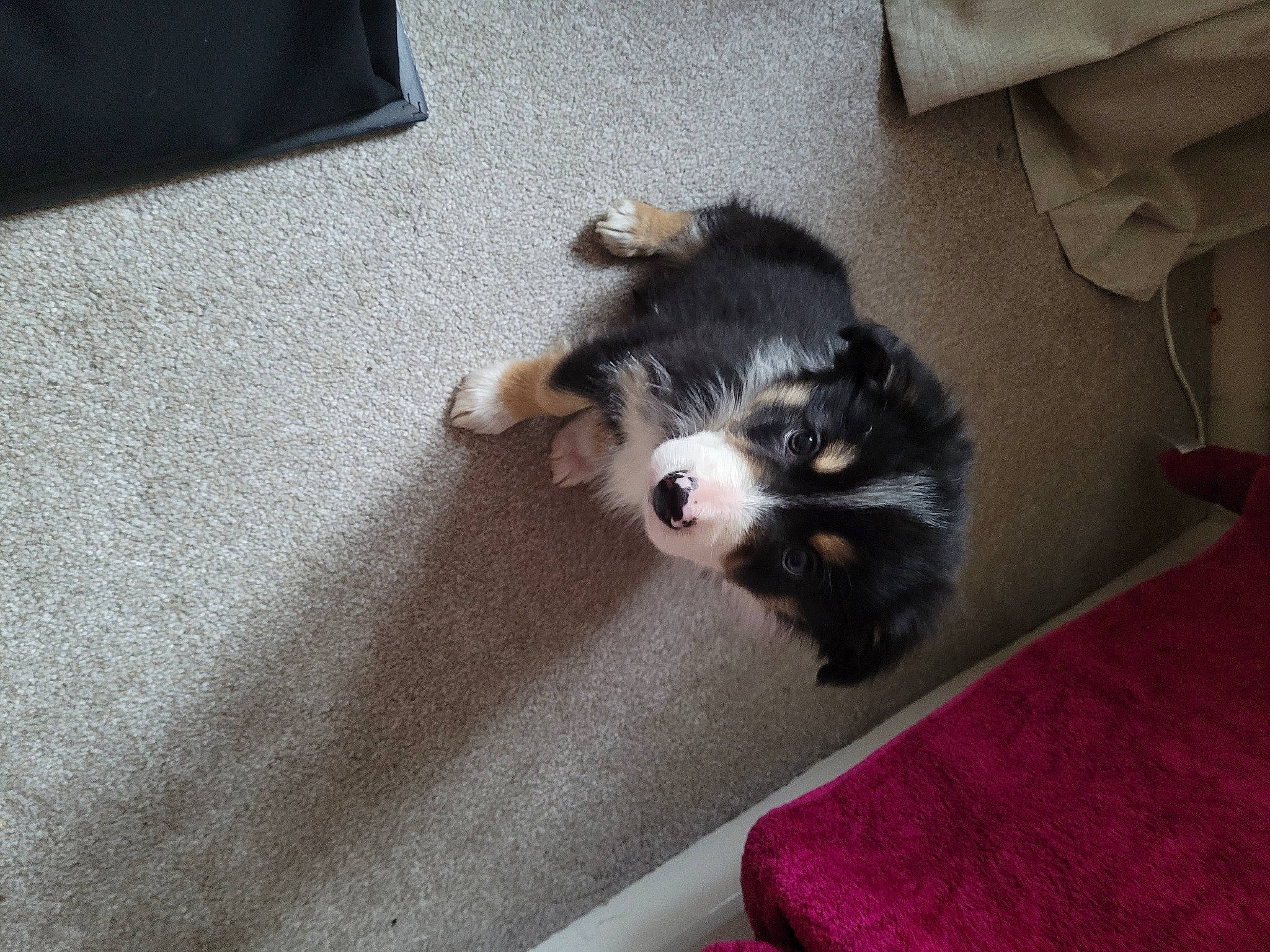 Bauer joined the competition — help win amazing prizes! canidae, carnivore, comfort, companion_dog, dog, dog_breed, felidae, floor, flooring, fur, hardwood, herding_dog, small_to_medium_sized_cats, spaniel, sporting_group, tail, toy_dog, whiskers, working_animal, working_dog