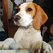 Basile a rejoint le concours — aidez-le/la à gagner de superbes lots ! dog, beagle, pet, indoor, table, paws, brown_and_white, animal, curious, face, ears, collar, human_hand, sweater, chair, wooden_furniture, background, floor, closeup, companion