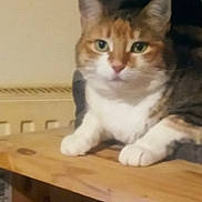 Perle a rejoint le concours — aidez-le/la à gagner de superbes lots ! cat, tabby, animal, pet, indoor, wooden_surface, relaxed, feline, face, whiskers, ears, paws, domestic, resting, closeup, mammal, cute, fur, looking, household