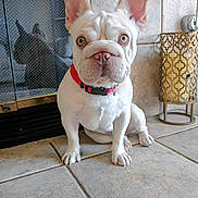 Beybey joined the competition — help win amazing prizes! dog, french_bulldog, puppy, white_dog, red_collar, tile_floor, indoor, pet, ears, face, reflection, glass, decor, candle_holder, curious, sitting, close_up, animal, companion, cute
