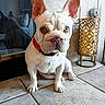 Beybey joined the competition — help win amazing prizes! dog, french_bulldog, pet, white_dog, red_collar, indoor, tile_floor, lantern, decor, ears, sitting, curious, animal, companion, cute, portrait, small_dog, face, paw, nose