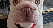 Beybey joined the competition — help win amazing prizes! dog, french_bulldog, puppy, white_dog, pet, leash, collar, ears, indoor, tile_floor, plant, glass, curious, close_up, animal, cute, small_dog, face, standing, domestic