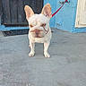 Beybey is registered to the contest to win money with this photo: dog, french_bulldog, leash, concrete, blue_wall, faucet, outdoor, pet, animal, ears, standing, wrinkled_face, serious_expression, canine, leashed, small_dog, front_view, daylight, urban, tied