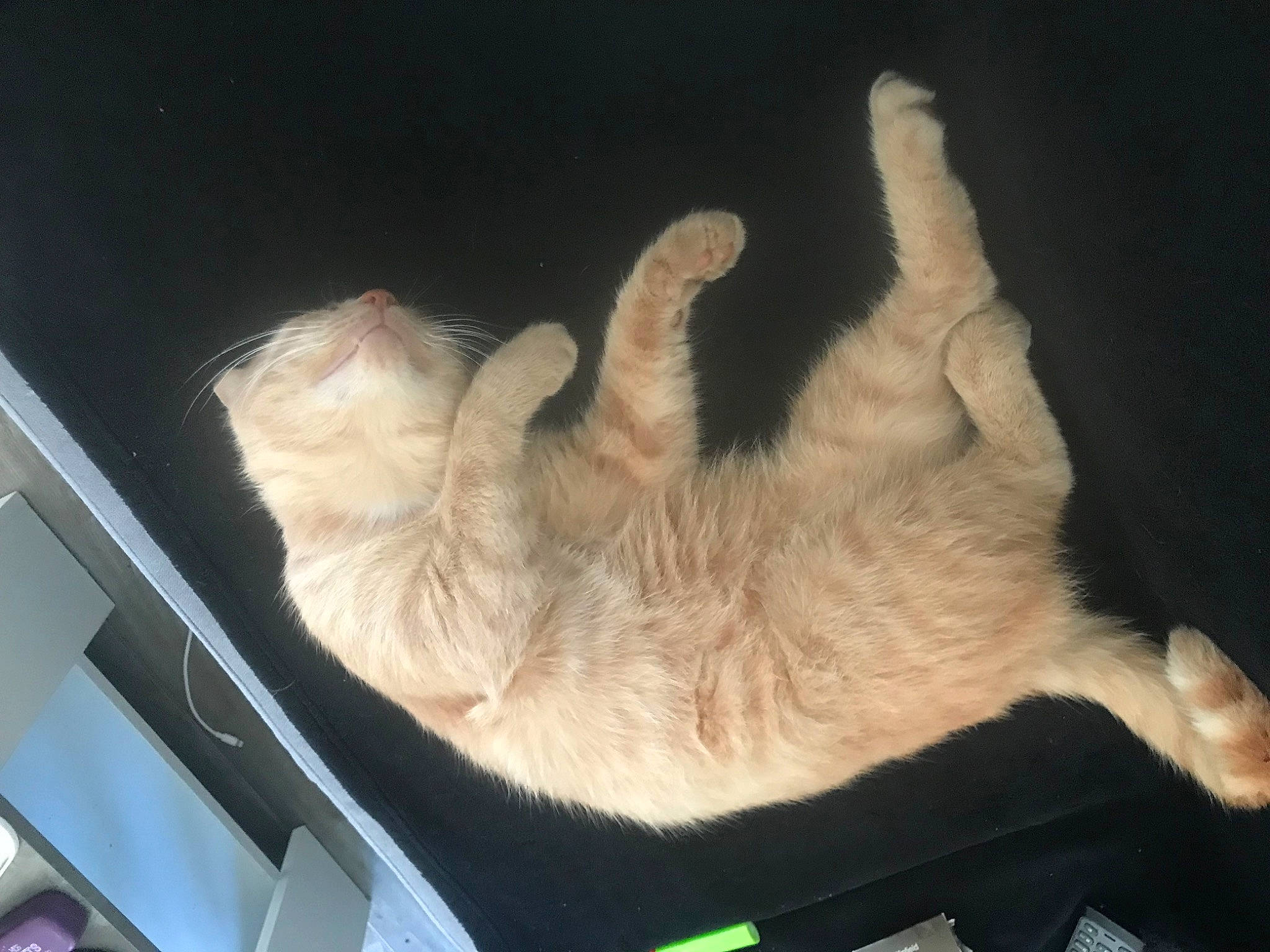 Pablo participe au concours pour gagner de l'argent avec cette photo : canidae, carnivore, cat, claw, comfort, companion_dog, dog_breed, fawn, felidae, fur, paw, small_to_medium_sized_cats, sporting_group, tail, whiskers