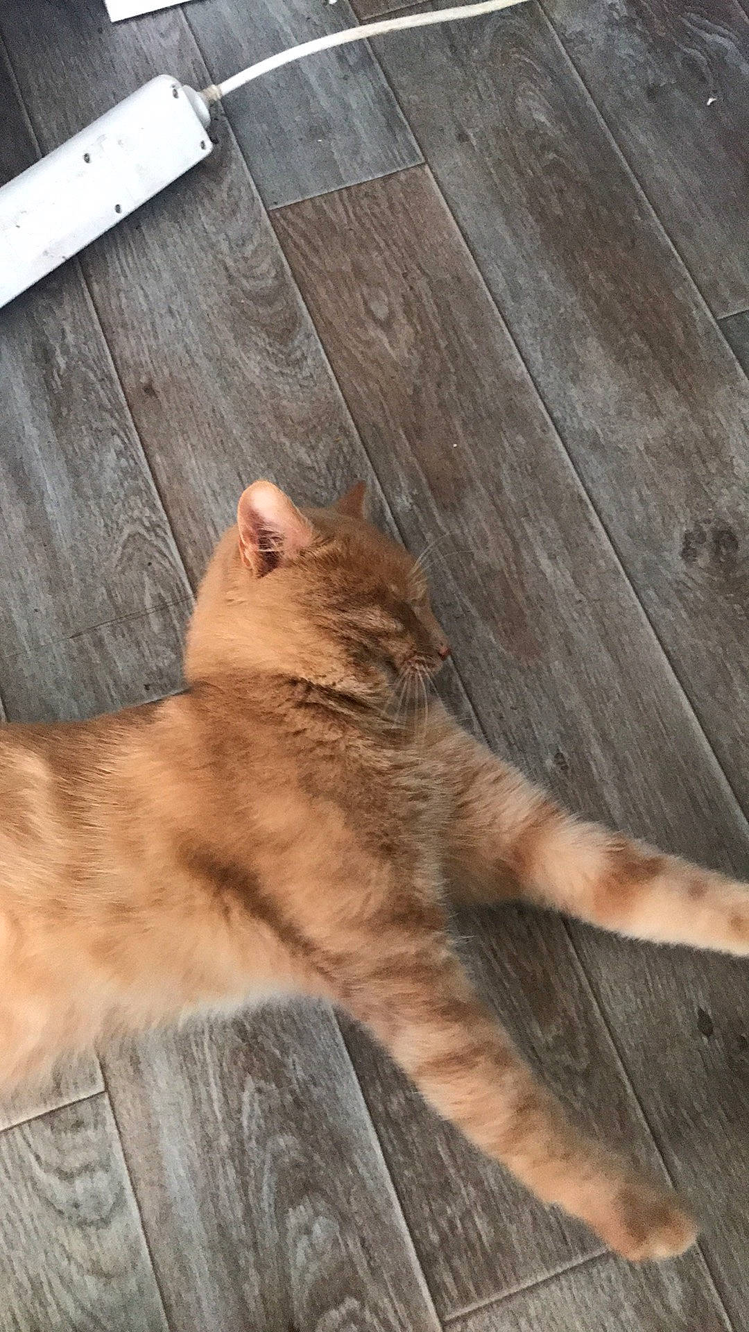 Pablo a rejoint le concours — aidez-le/la à gagner de superbes lots ! carnivore, cat, eye, fawn, felidae, floor, flooring, foot, hardwood, human_leg, laminate_flooring, small_to_medium_sized_cats, snout, table, tail, terrestrial_animal, toe, whiskers, wood, wood_stain