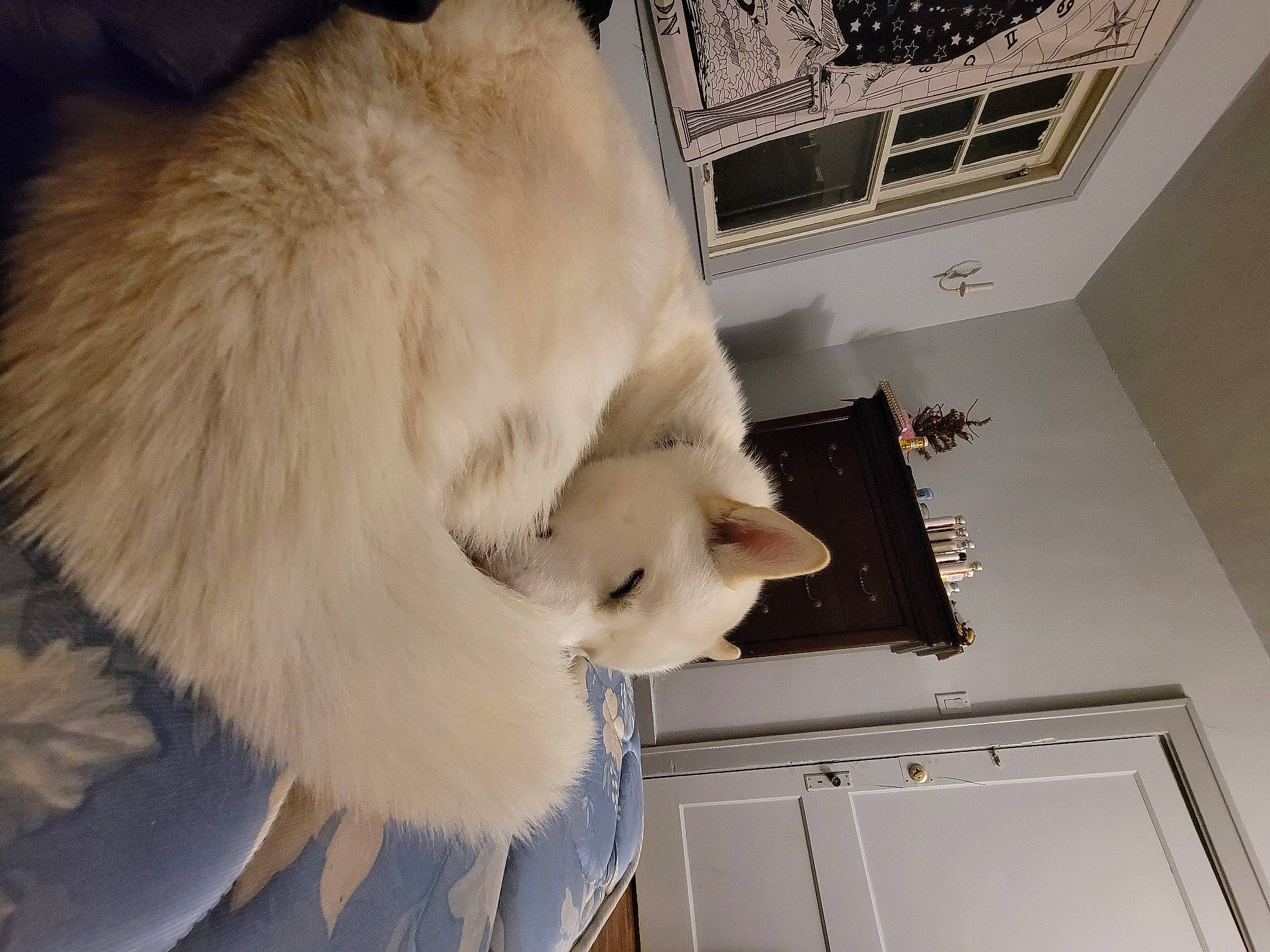 Bakka is registered to the contest to win money with this photo: carnivore, cat, claw, companion_dog, dog_breed, domestic_short_haired_cat, fawn, felidae, flooring, fur, gesture, paw, room, small_to_medium_sized_cats, snout, sporting_group, tail, whiskers, white, wood