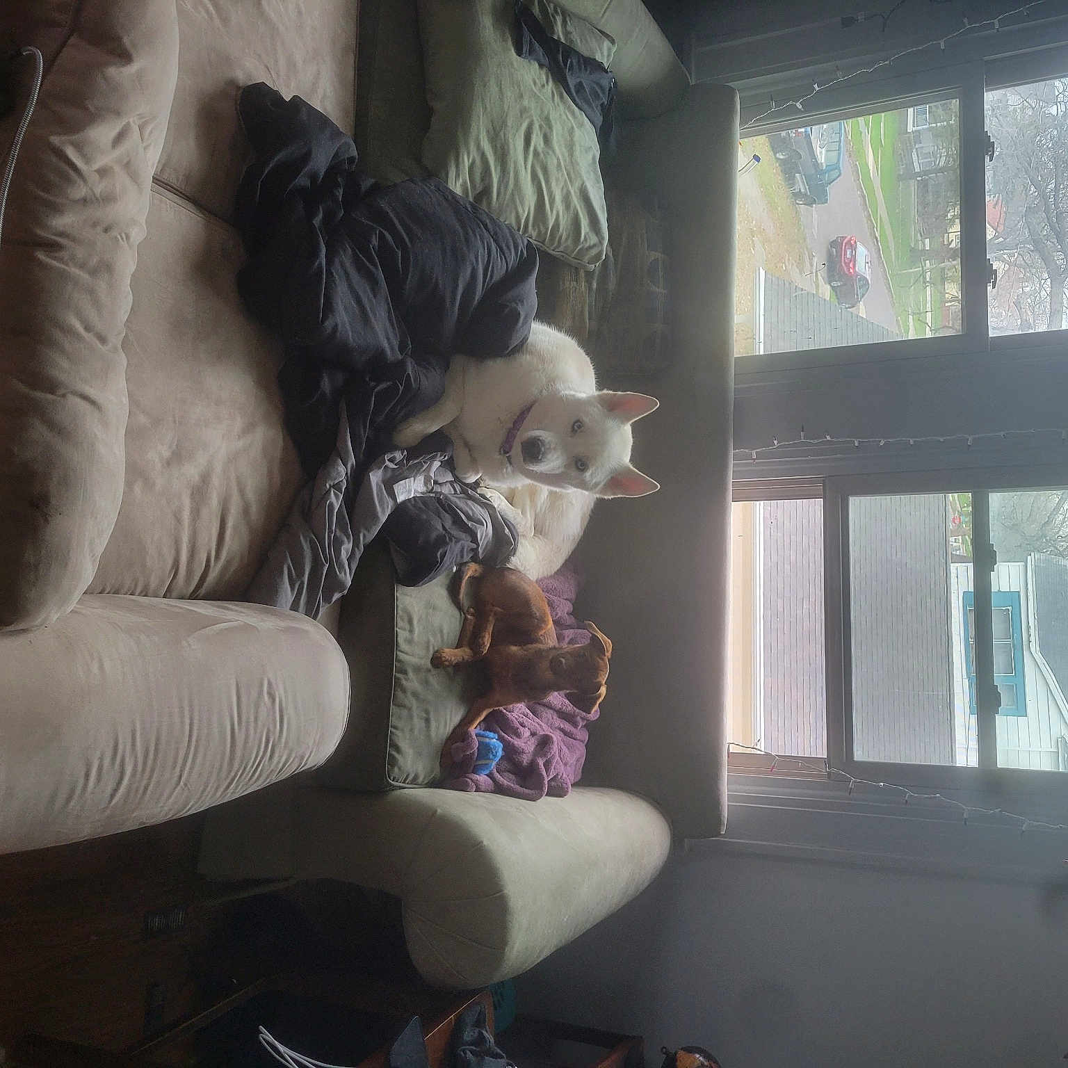 Bakka joined the competition — help win amazing prizes! chair, comfort, fur, house, interior_design, living_room, mammal, purple, room, sitting, stuffed_toy, teddy_bear, textile, tints_and_shades, toy, tree, vertebrate, window, window_treatment, wood