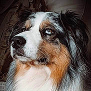 Parker a rejoint le concours — aidez-le/la à gagner de superbes lots ! dog, portrait, close_up, blue_eyes, tricolor, fur, pet, canine, animal, looking_away, indoor, soft_lighting, whiskers, muzzle, ears, nostrils, calm, thoughtful, furry, companion