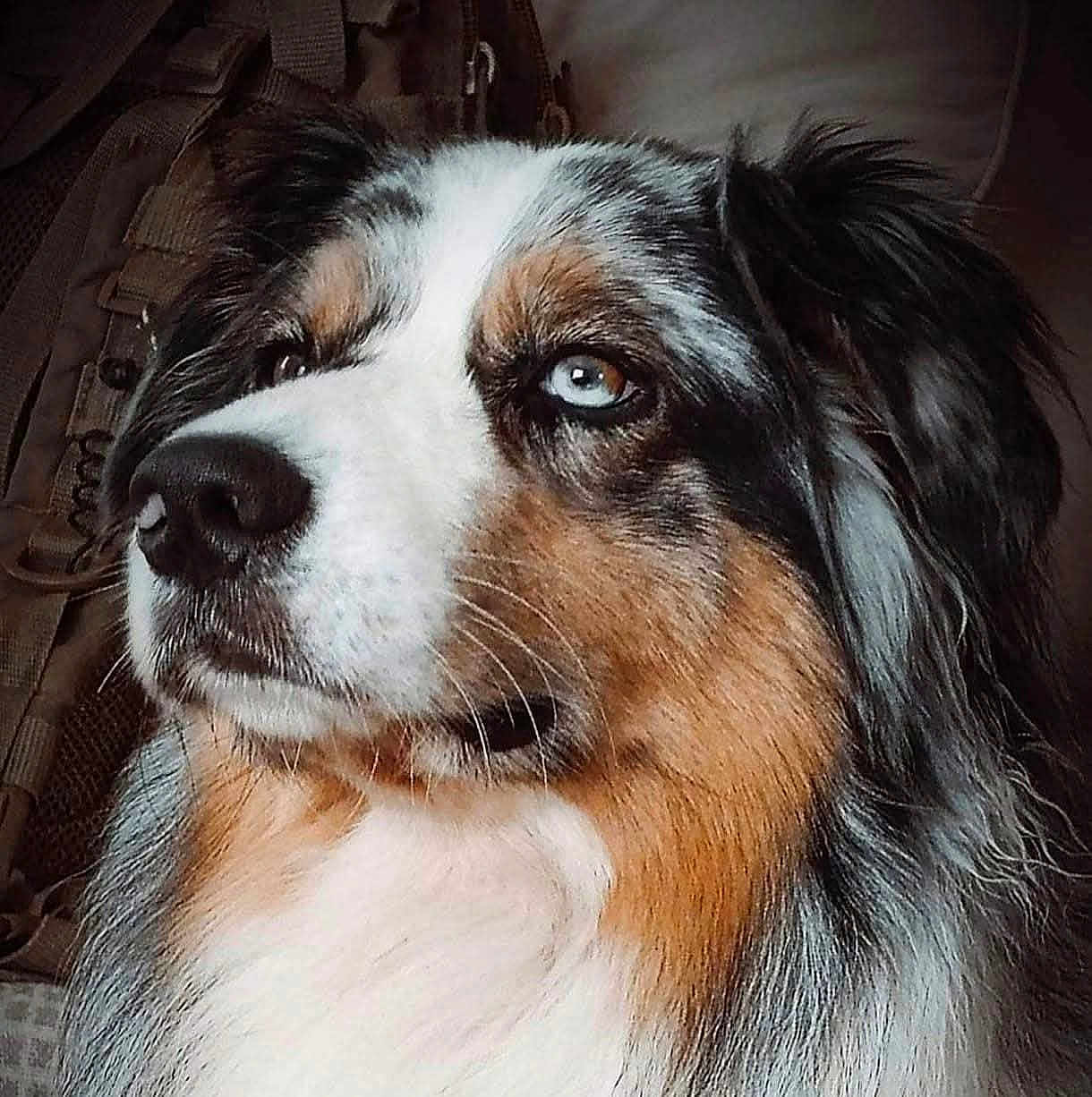 Parker a rejoint le concours — aidez-le/la à gagner de superbes lots ! dog, portrait, close_up, blue_eyes, tricolor, fur, pet, canine, animal, looking_away, indoor, soft_lighting, whiskers, muzzle, ears, nostrils, calm, thoughtful, furry, companion