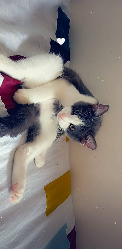 Smocky participe au concours pour gagner de l'argent avec cette photo : canidae, carnivore, cat, claw, comfort, companion_dog, domestic_short_haired_cat, felidae, flooring, fur, paw, room, small_to_medium_sized_cats, snout, tail, whiskers