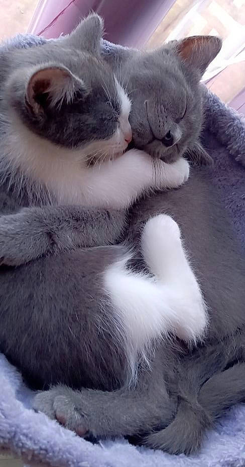 Smocky a rejoint le concours — aidez-le/la à gagner de superbes lots ! carnivore, cat, claw, comfort, domestic_short_haired_cat, felidae, fur, grey, nap, paw, sleep, small_to_medium_sized_cats, snout, tail, whiskers