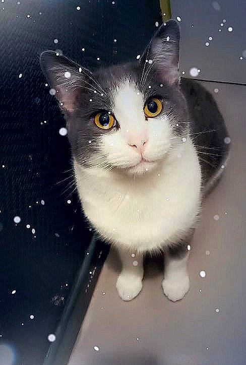 Smocky a rejoint le concours — aidez-le/la à gagner de superbes lots ! art, black_cat, carnivore, cat, domestic_short_haired_cat, eye, felidae, fur, graphics, head, illustration, iris, paw, photo_caption, sky, small_to_medium_sized_cats, snout, tail, whiskers, window